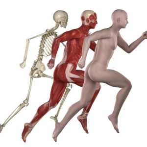 Diploma in Anatomy and Physiology